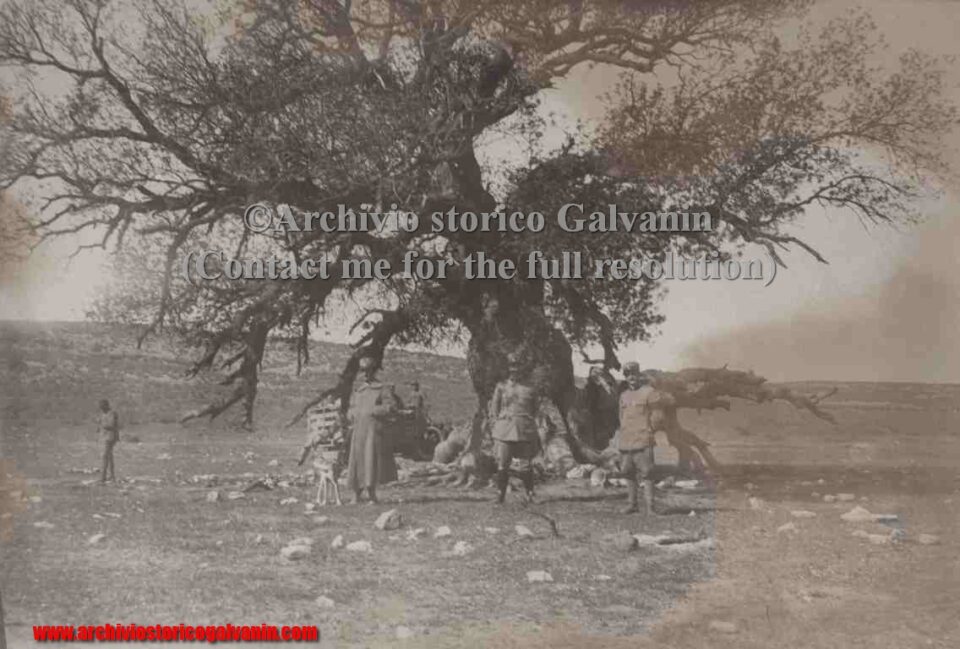albero secolare, Tripoli 1911, gguerra italo turca, ufficiali 1911