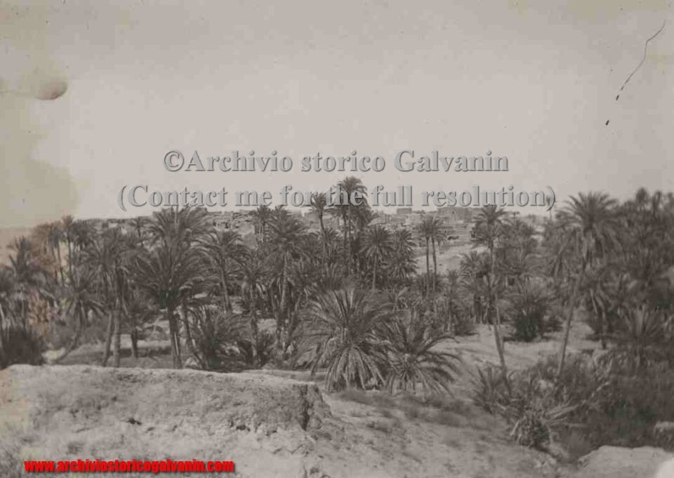 oasi tripoli, oasi Tripolitania, oasi libia, Libia Italiana, palme, palme foto, palme africa, Tripoli 1912, guerra italo turca, 1911, 1912
